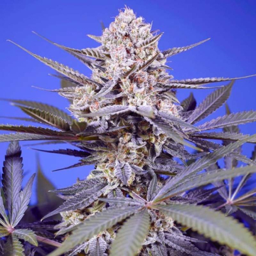 Pineapple Slush XL Auto de Sweet Seeds