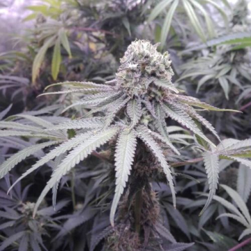 pineapple-sorbet_1_.jpg