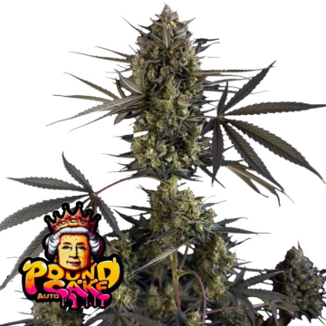 Pound Cake Auto de Fast Buds