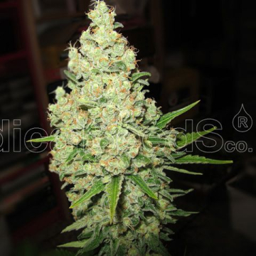 prozack-medical-seeds.jpg