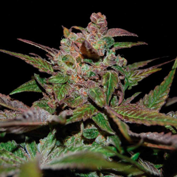 purple-wreck-dna-genetics.jpg