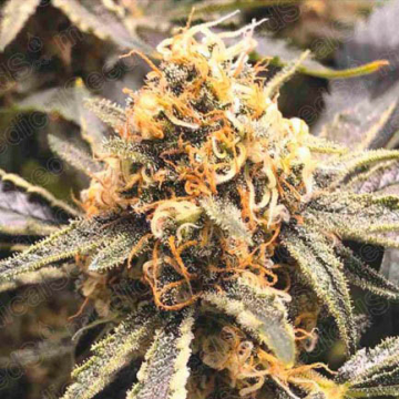 recovery-cbd-medical-seeds.jpg