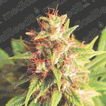 red-cross-cbd-medical-seeds.jpg