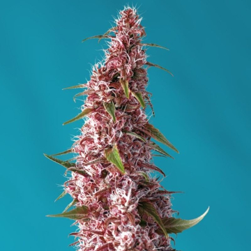 red-pure-auto-cbd-sweet-seeds_1_.jpg