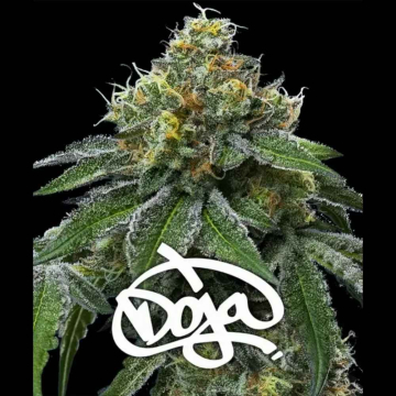 RS11 X Banana OG de Barney's Farm