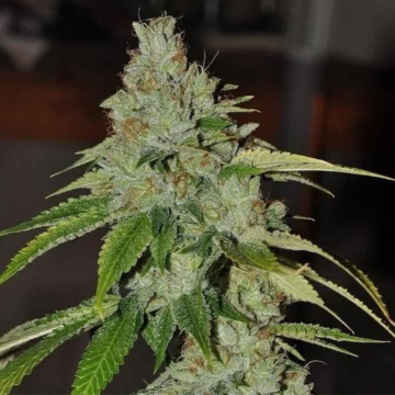 SFV OG Kush