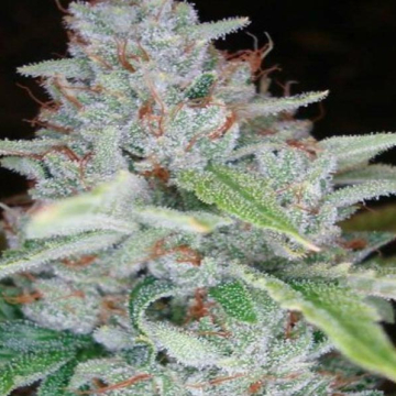 skywalker-kush-dna-genetics_1.jpg
