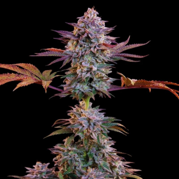 Auto Somango