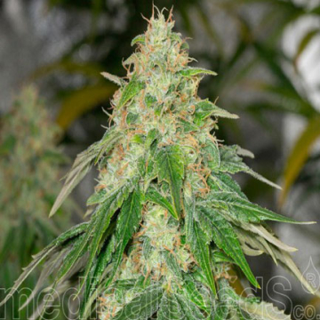 some-sweet-medical-seeds_1.jpg