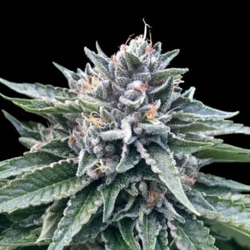 sorbet-4-dna-genetics.jpg