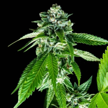 sorbet-dreams-dna-genetics.jpg