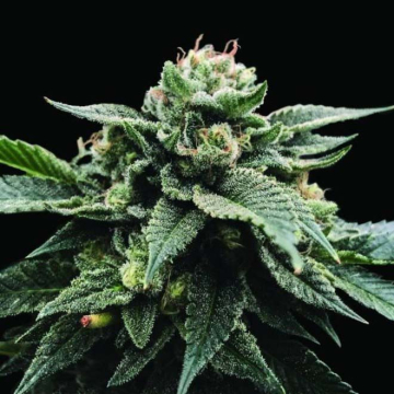 sorbet-stash-dna-genetics.jpg
