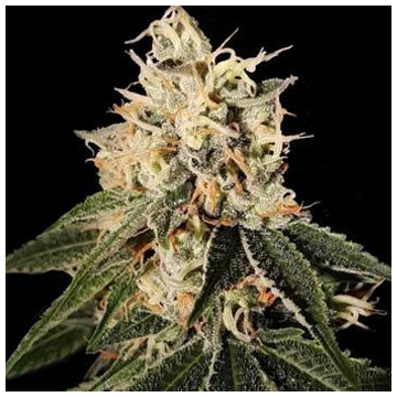 sour-juice-dna-genetics.jpg