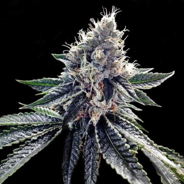 sour-kosher-dna-genetics.jpg