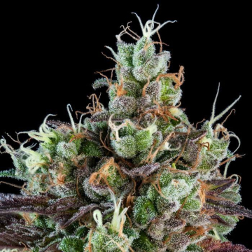 Sour Ripper feminizada ripper seeds