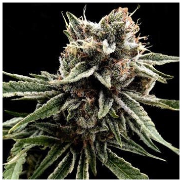 sour-strawberries-dna-genetics.jpg
