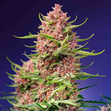 Strawberry Cola Sherbet F1 Fast Version