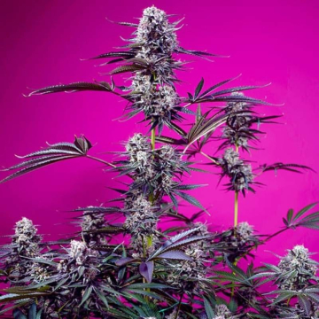 Studio 54 Stardust Auto de Sweet Seeds