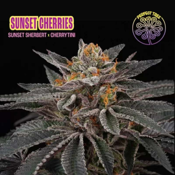 Sunset Cherries de Perfect Tree