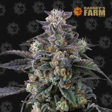 Super Boof de Barney's Farm