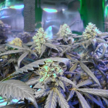 super-haze.jpg