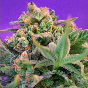 sweet-cheese-f1-fast-version-sweet-seeds2.jpg