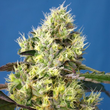 sweet-gelato-auto.jpg