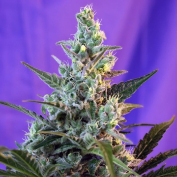 sweet-skunk-auto_1_.jpg