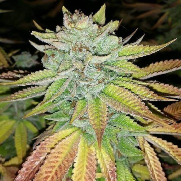 tha-melon-karma-genetics.jpg