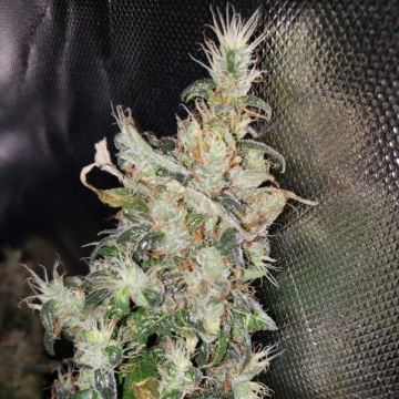 toxic-blue-33_1_.jpg