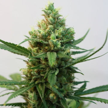 Toxic feminizada Ripper Seeds