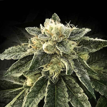 White Chocolope de DNA Genetics