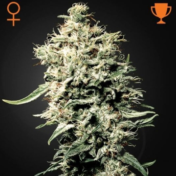 White Rhino Feminizada de Green House Seeds