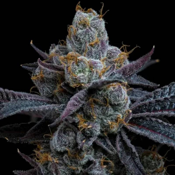 White Runtz de Barney's Farm