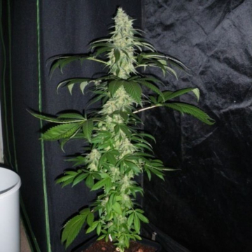 white-shark-x-aww_1_1_.jpg