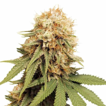 White Widow Dutch Passion