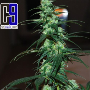white_shark_33_great_white_shark_x_white_widow_de_ch9_female_seeds_1_.jpg