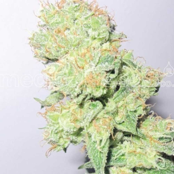 y-griega-cbd-medical-seeds1.jpg
