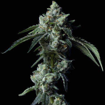 Zallah Bread de DNA Genetics
