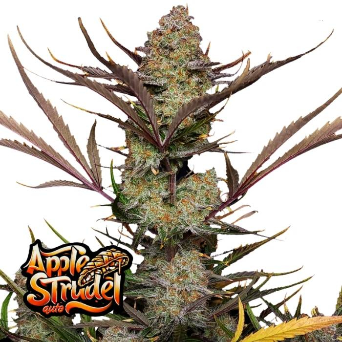 Apple Strudel Auto de Fast Buds Apple Strudel Auto de Fast Buds