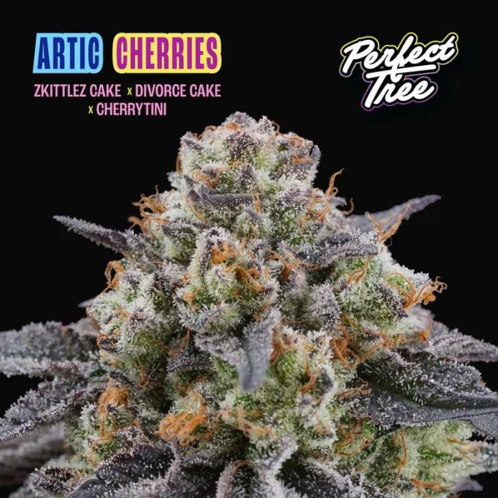 Artic Cherries Perfect Tree Artic Cherries Perfect Tree
