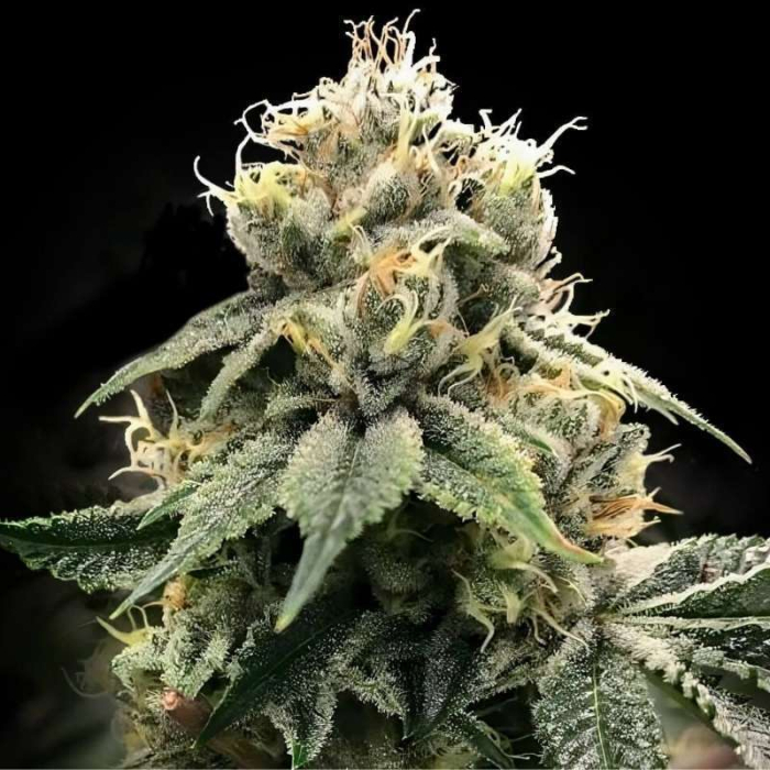 C.T.S Aka "Chocolate Truffle Shuffle" de DNA Genetics C.T.S Aka "Chocolate Truffle Shuffle" de DNA Genetics