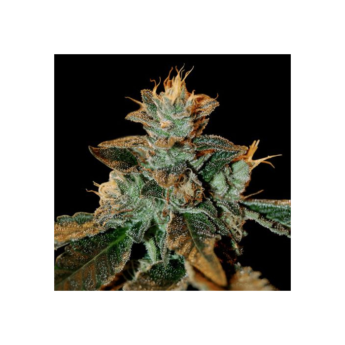 cataract-kush-feminizada-dna-genetics.jpg cataract-kush-feminizada-dna-genetics.jpg