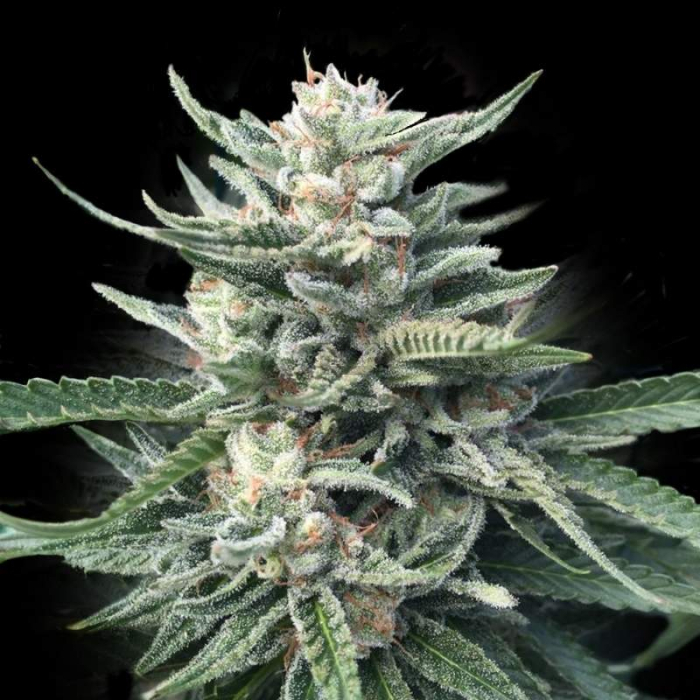 Chocolope 256 de DNA Genetics Chocolope 256 de DNA Genetics