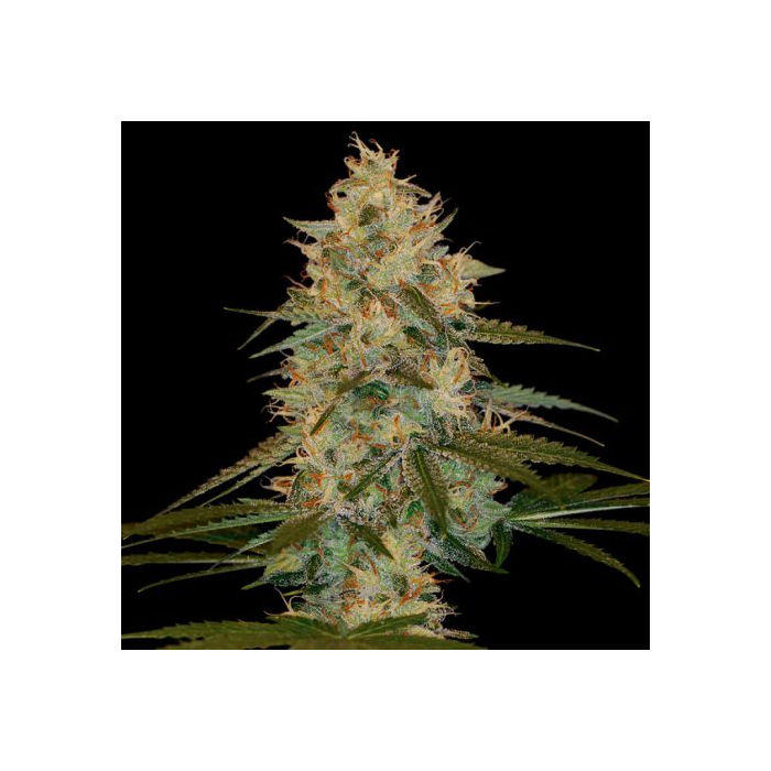 Chocolope Kush Chocolope Kush