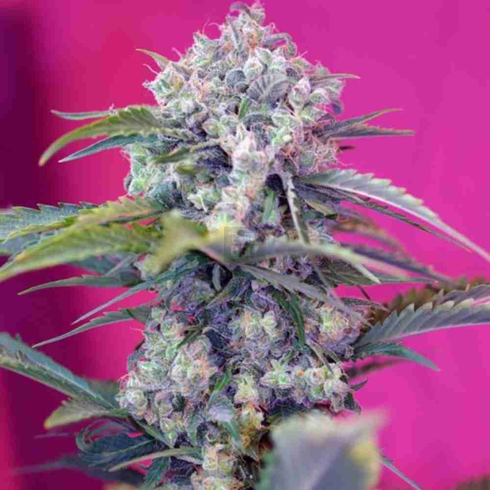 cream-mandarine-auto2.jpg