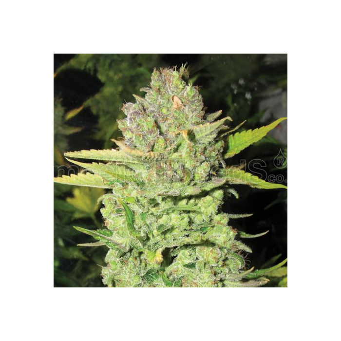 devil-fruit-medical-seeds.jpg