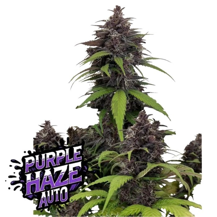 Purple Haze Auto de Fast Buds Purple Haze Auto de Fast Buds