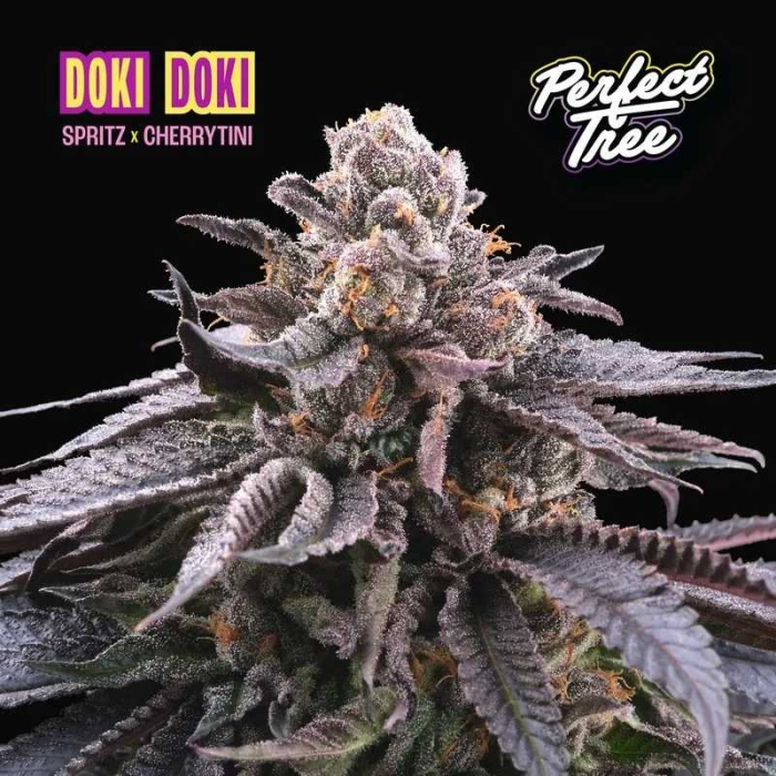 Doki Doki Feminizada Perfect Tree (Cherrytini x Spritz) Doki Doki Feminizada Perfect Tree (Cherrytini x Spritz)