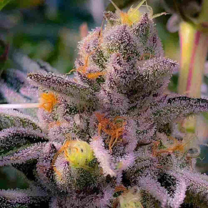 dosidos-x-key-lime-pie1.jpg
